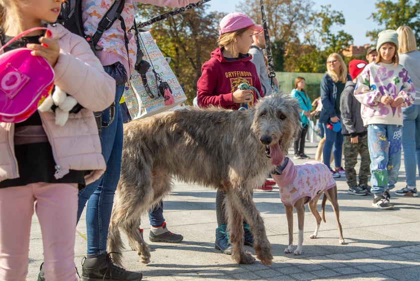 Parada psów przeszła dzisiaj (25 września) ulicami Wrocławia