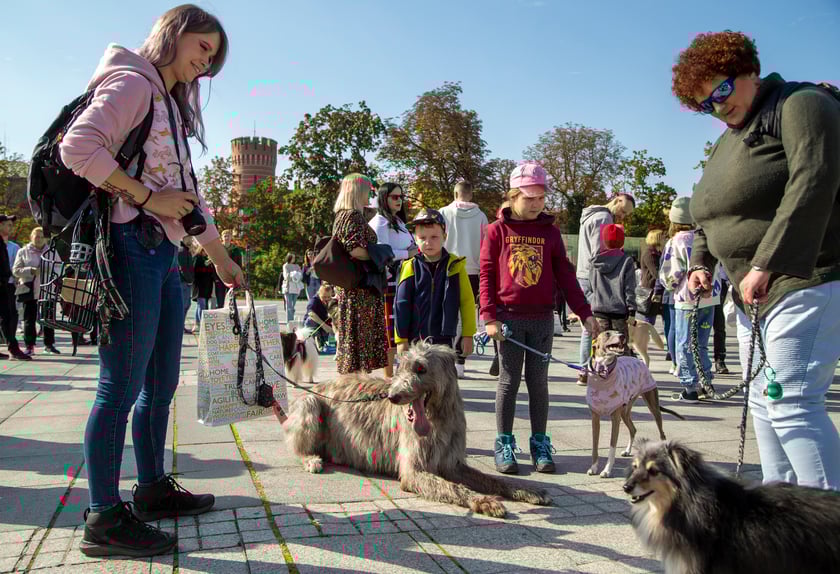 Parada psów przeszła dzisiaj (25 września) ulicami Wrocławia