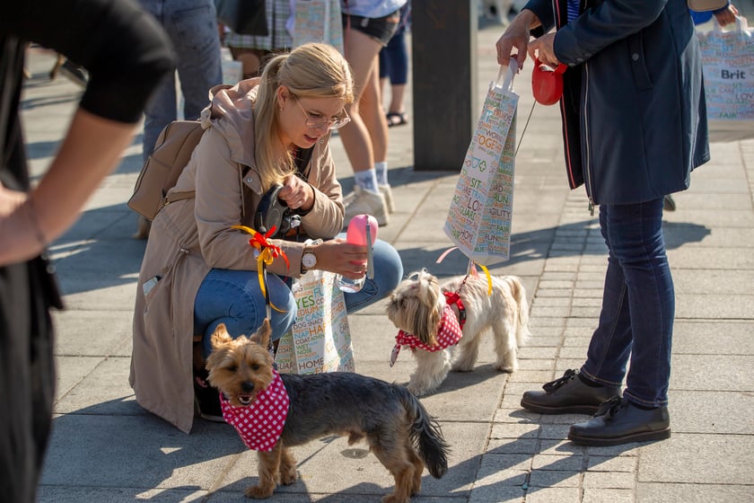 Parada psów przeszła dzisiaj (25 września) ulicami Wrocławia