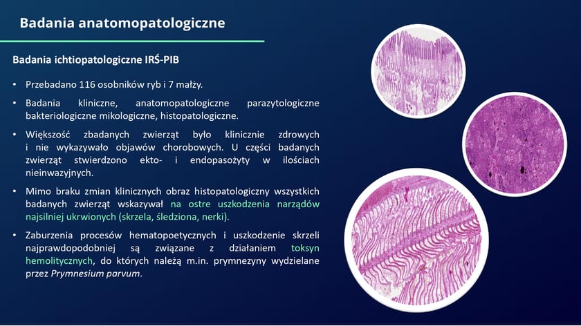 raport w sprawie katastrofy ekologicznej na Odrze