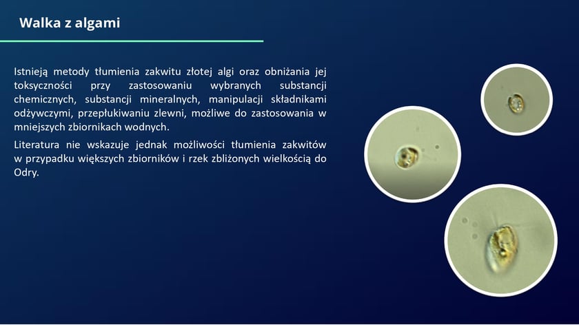 raport w sprawie katastrofy ekologicznej na Odrze