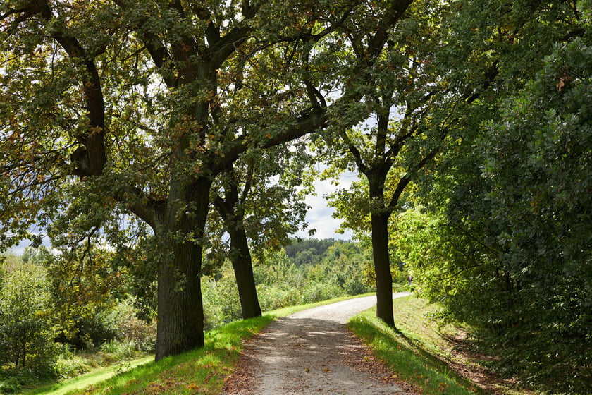 najczęściej park Biskupiński, inaczej zwany Nadodrzańskim