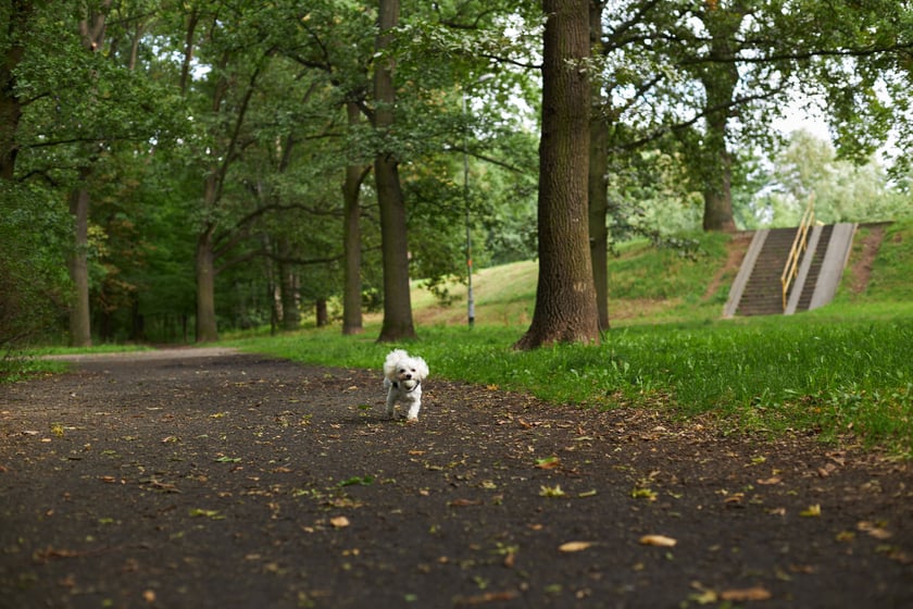 najczęściej park Biskupiński, inaczej zwany Nadodrzańskim