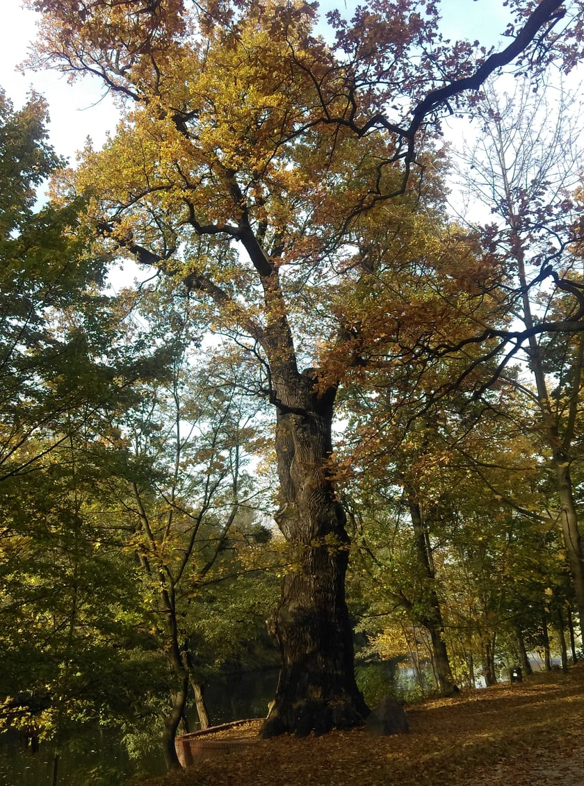 Dąb Jana Dzierżonia (obwód 670 cm). Dąb ?Jana Dzierżonia? rosnący na skarpie Kanału Odry przy ul. Bartla. Ustanowiony pomnikiem przyrody już w 1953 r. decyzją Prezydium Rady Narodowej. Dąb Jana Dzierżonia jest jednym z najstarszych drzew na terenie Wrocławia, jego wiek ocenia się na ok. 400 lat. Już na długo przed II Wojną Światową uważany był za wyjątkowo cenny okaz ? nadburmistrz Artur Hobrecht wykupił w 1865 r. w imieniu miasta nieruchomość, na której rośnie dąb, dla jego zachowania. Obecnym patronem drzewa jest śląski przyrodnik i pszczelarz Jan Dzierżoń, zaś do roku 1945 nosił on imię Artura Hobrechta (Hobrecht?Eiche). O drzewie, na początku XX w. wspominał w swoich publikacjach Theodor Schube ? niemiecki przyrodnik podróżujący po Śląsku, członek Komitetu Ochrony Pomników Przyrody we Wrocławiu.