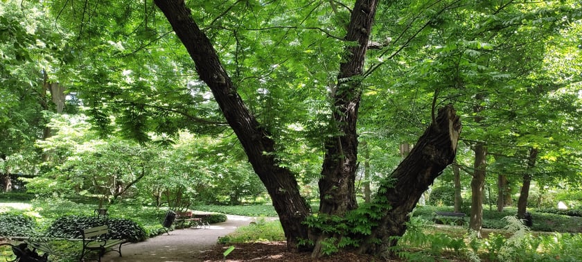 Skrzydłorzech kaukaski - Ogród Botaniczny, ul. Sienkiewicza 23