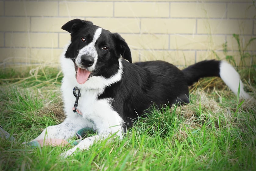 Rufi ? w schronisku od 23.06.2021. Młody psiak w typie border collie. Do schroniska oddany jako szczeniak. Właściciel sobie z nim nie radził. Rufi potrzebuje odpowiedzialnego i doświadczonego opiekuna, nastawionego na pracę z psem.