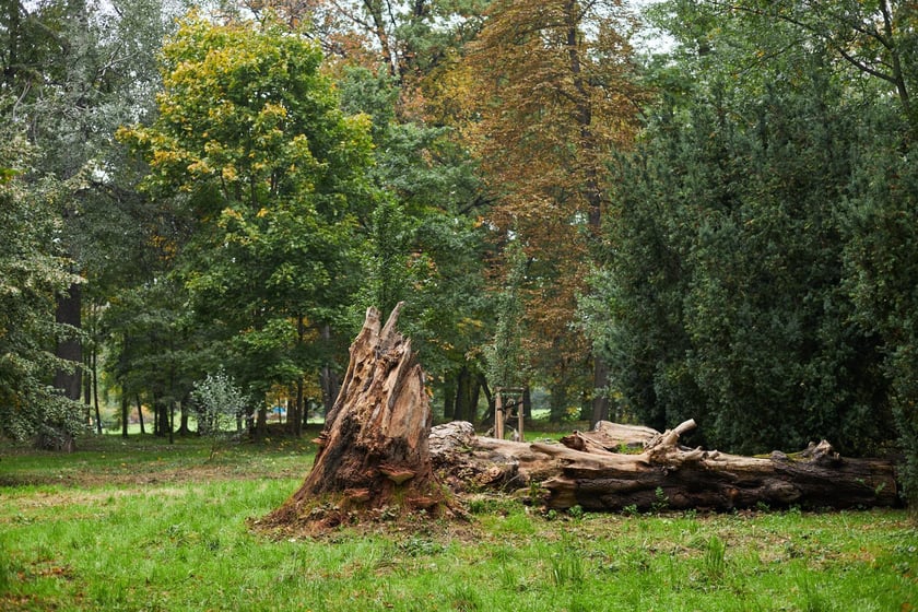 Park Popowicki we Wrocławiu