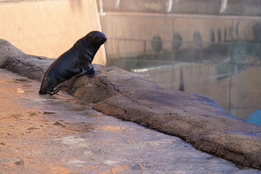 Na zdjęciu kotik Alfie - mieszkaniec wrocławskiego zoo