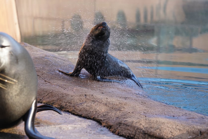 Na zdjęciu kotik Alfie - mieszkaniec wrocławskiego zoo