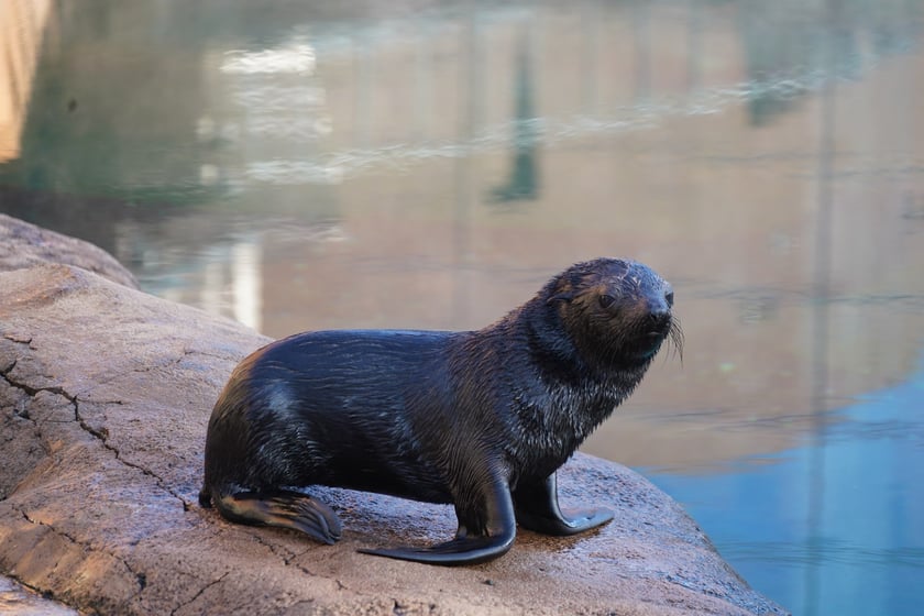 Na zdjęciu kotik Alfie - mieszkaniec wrocławskiego zoo