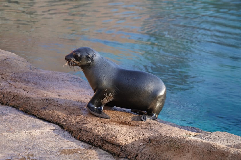 Na zdjęciu Nahla - nowa mieszkanka wrocławskiego zoo