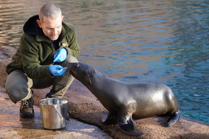Na zdjęciu Nahla - nowa mieszkanka wrocławskiego zoo