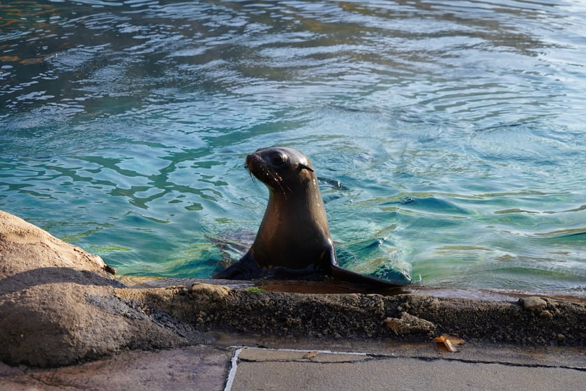 Na zdjęciu Nahla - nowa mieszkanka wrocławskiego zoo