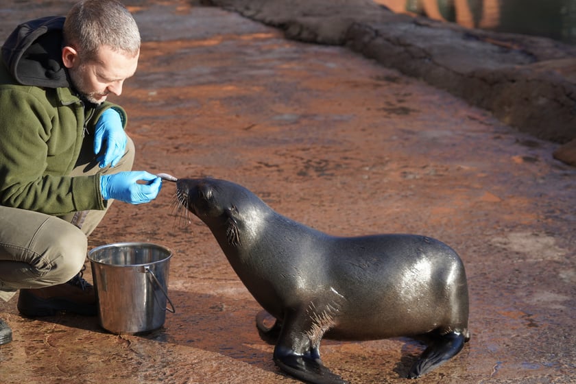 Na zdjęciu Nahla - nowa mieszkanka wrocławskiego zoo