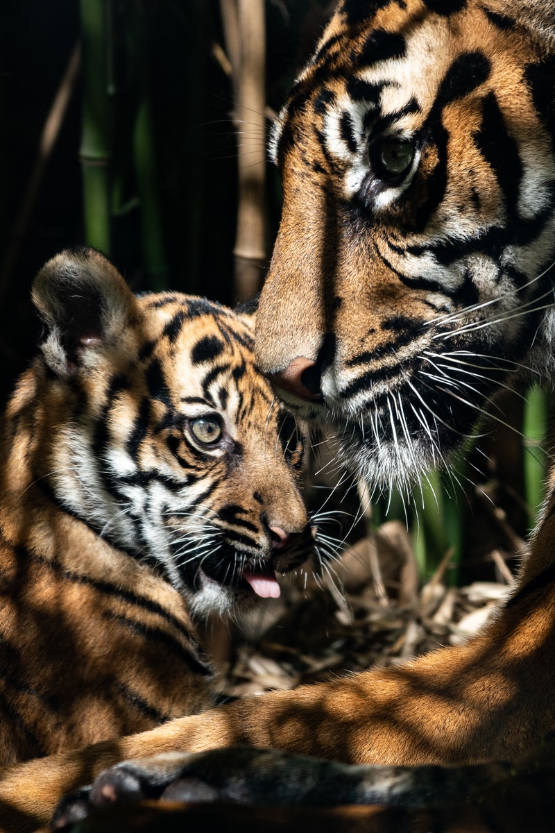 Tygrysy sumatrzańskie w Zoo Wrocław