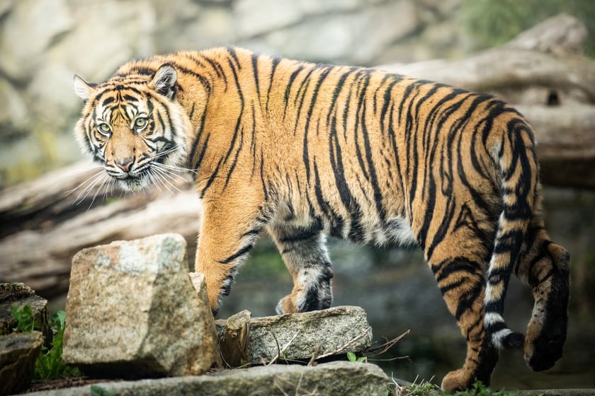 Tygrysy sumatrzańskie w Zoo Wrocław