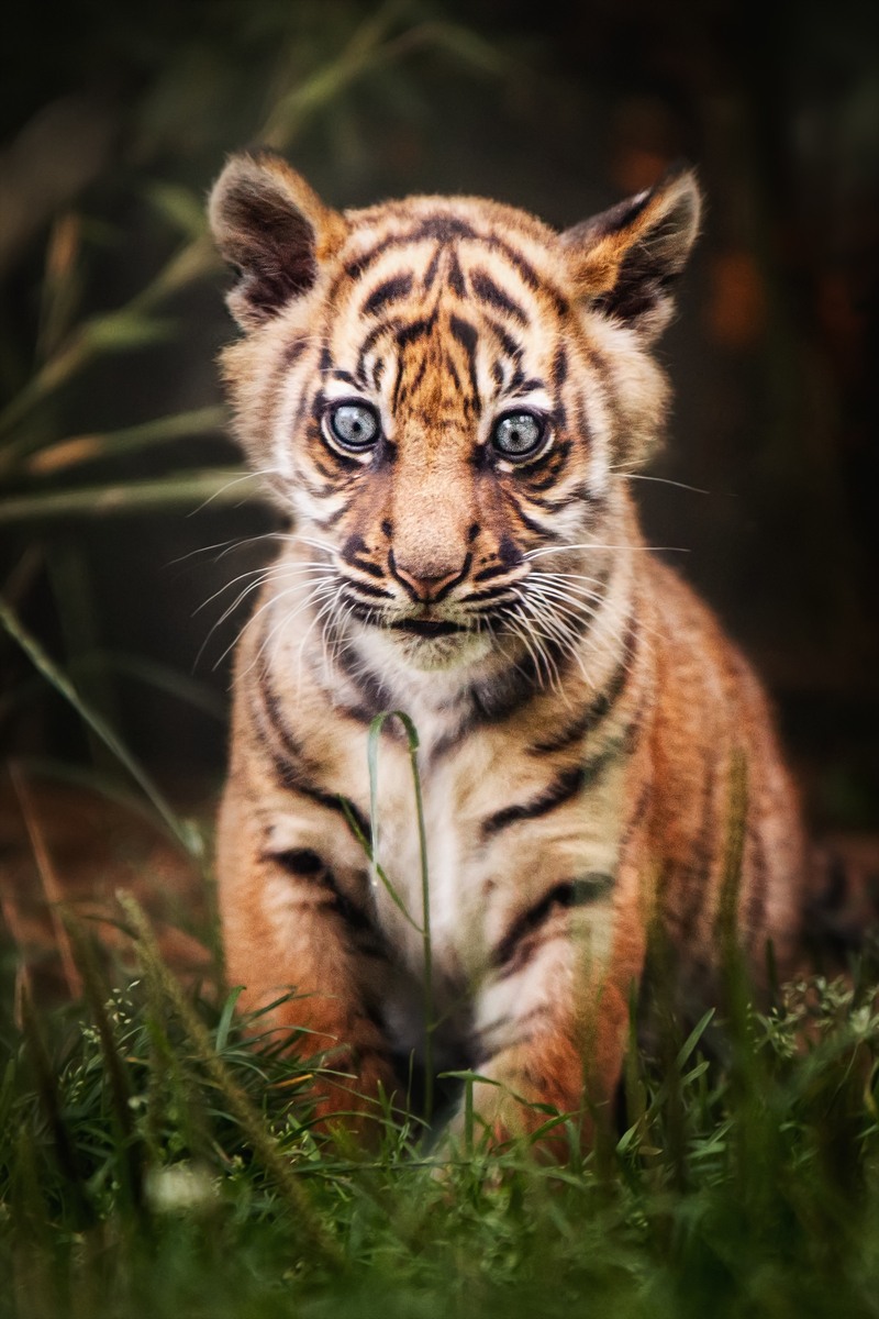 Tygrysy sumatrzańskie w Zoo Wrocław