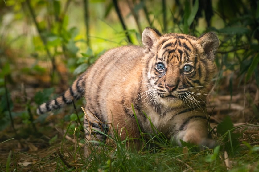 Tygrysy sumatrzańskie w Zoo Wrocław
