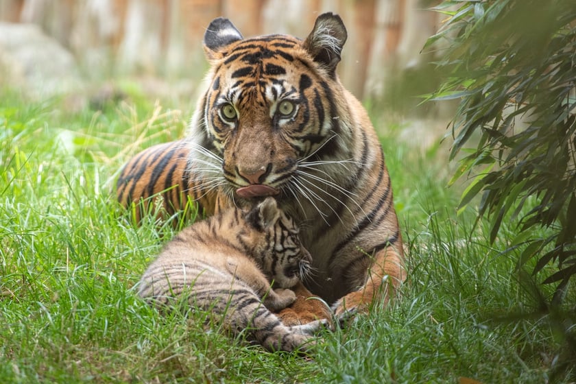 Tygrysy sumatrzańskie w Zoo Wrocław