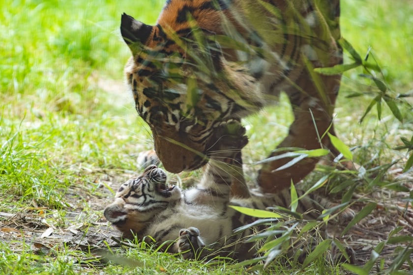 Tygrysy sumatrzańskie w Zoo Wrocław