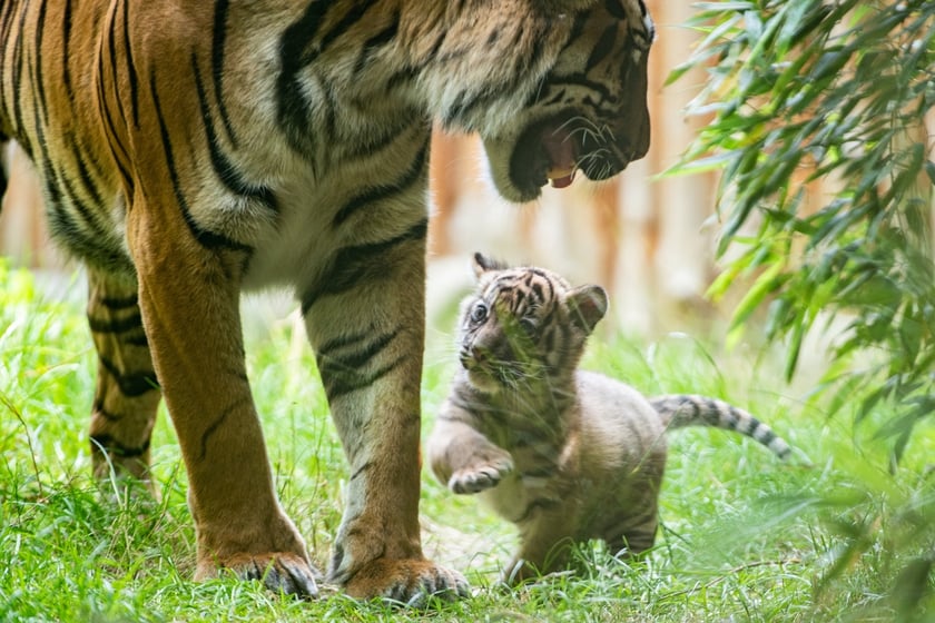 Tygrysy sumatrzańskie w Zoo Wrocław