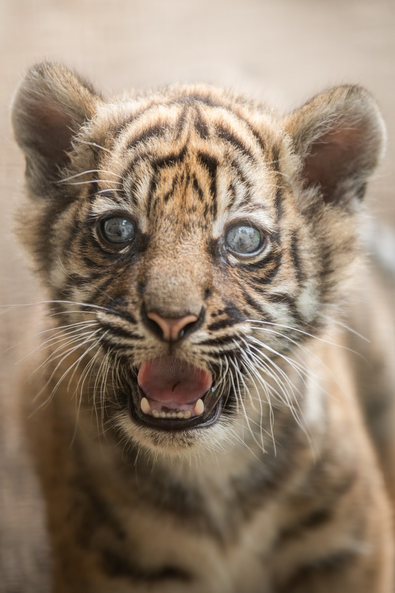 Tygrysy sumatrzańskie w Zoo Wrocław