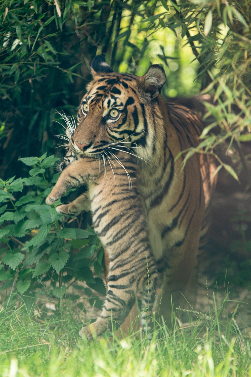 Tygrysy sumatrzańskie w Zoo Wrocław