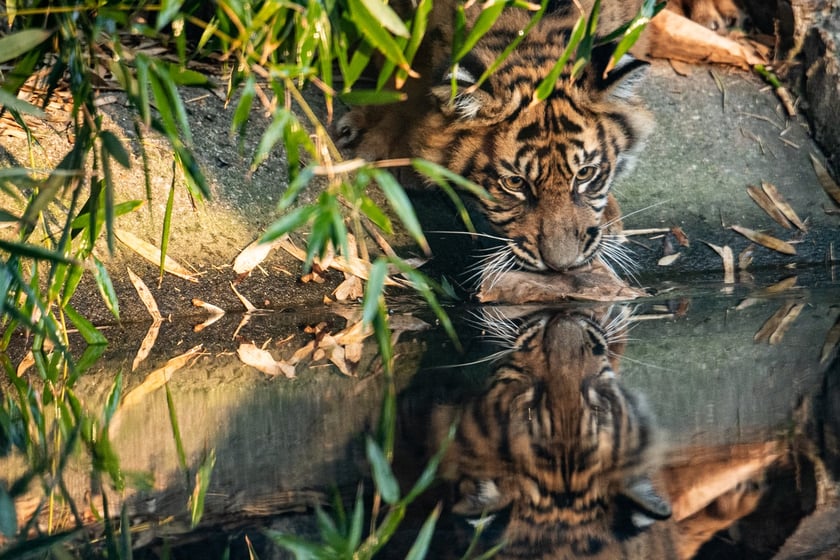 Tygrysy sumatrzańskie w Zoo Wrocław