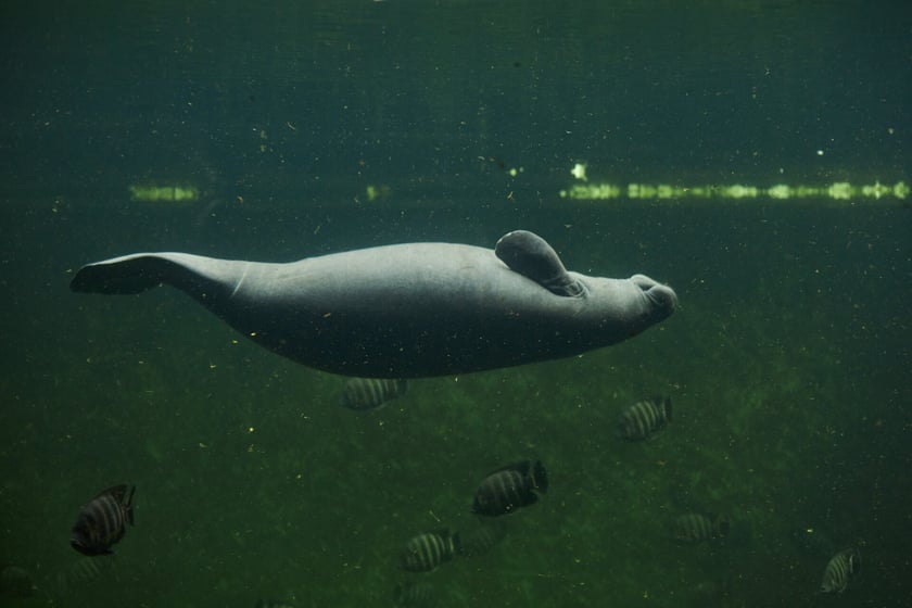 Afrykarium w Zoo Wrocław