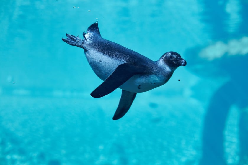 Afrykarium w Zoo Wrocław