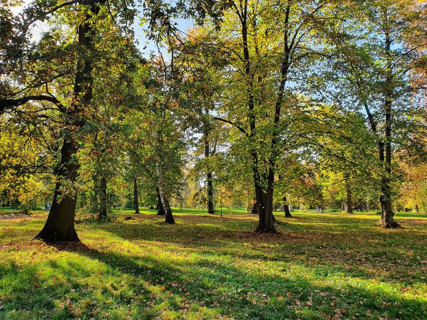 Park Skowroni