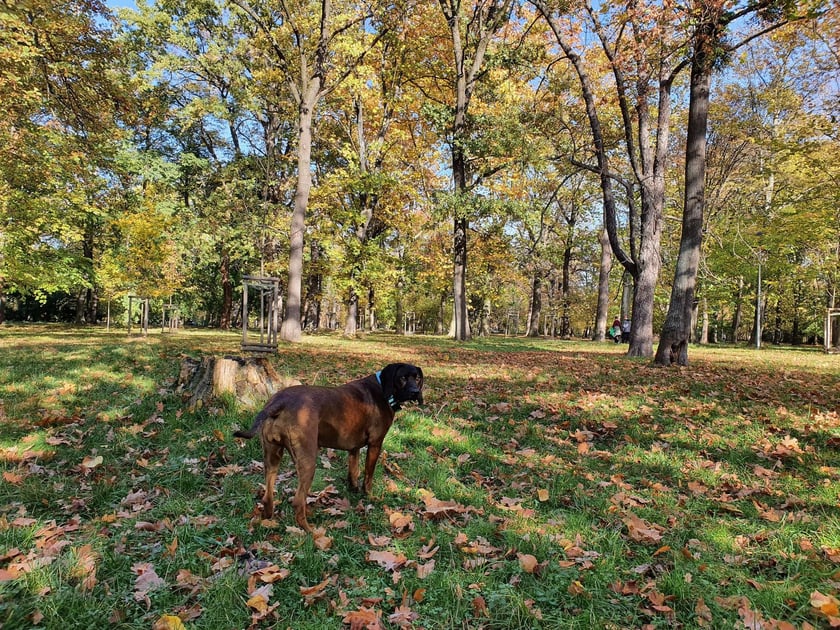Park Skowroni