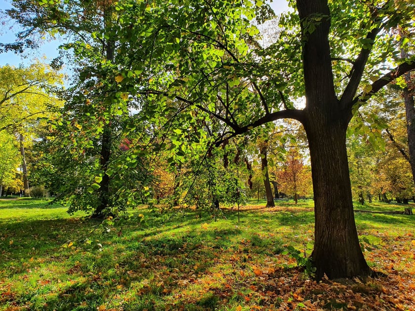 Park Skowroni