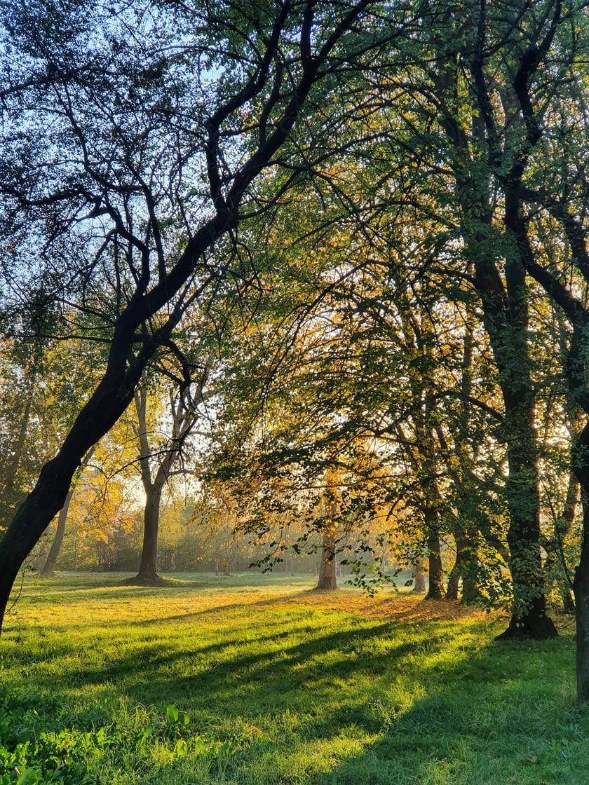 Park Skowroni