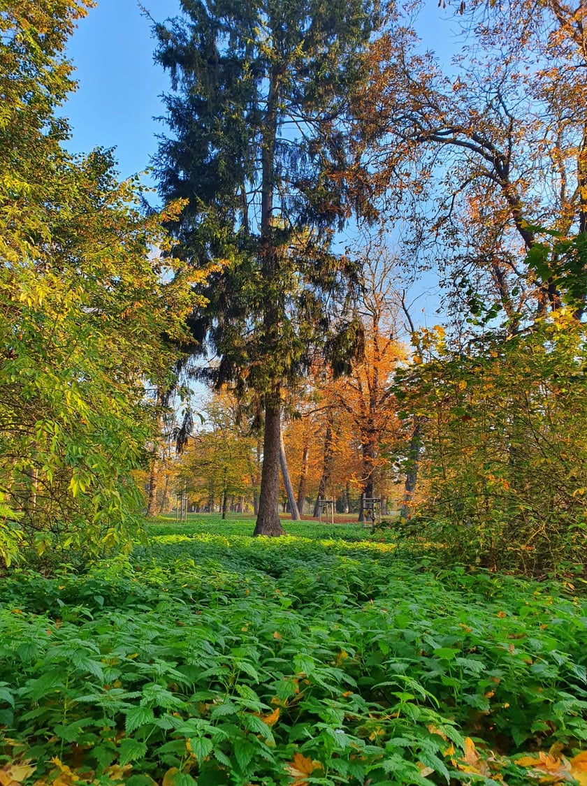 Park Skowroni