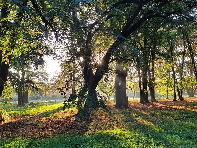 Park Skowroni