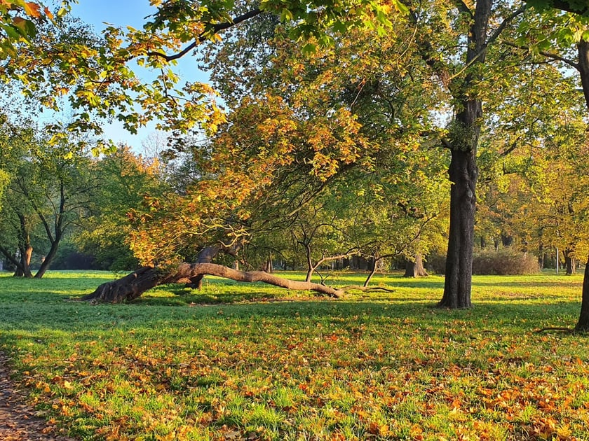 Park Skowroni