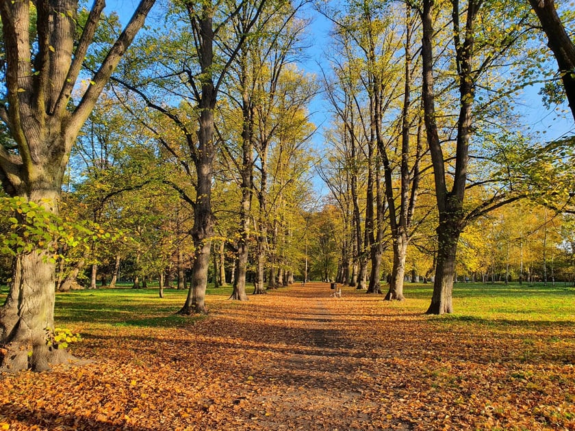 Park Skowroni
