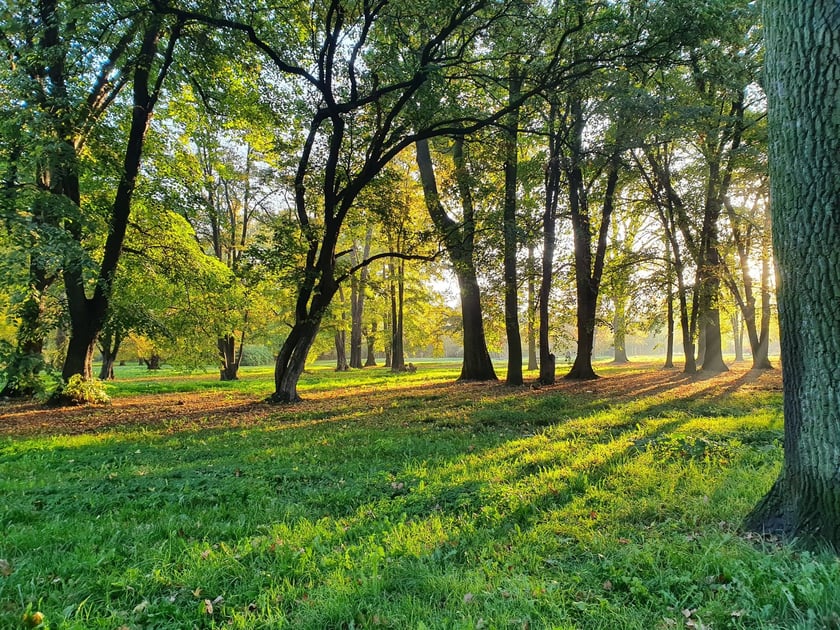Park Skowroni
