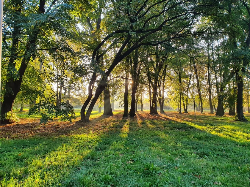 Park Skowroni