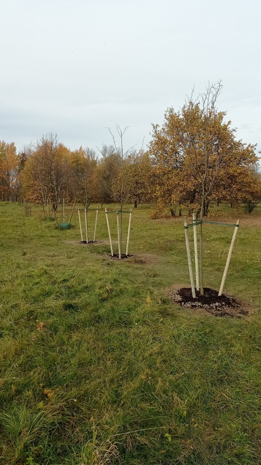 Mieszkańcy Maślic sprzątali w weekend osiedle. Posadzili też drzewa i krzewy