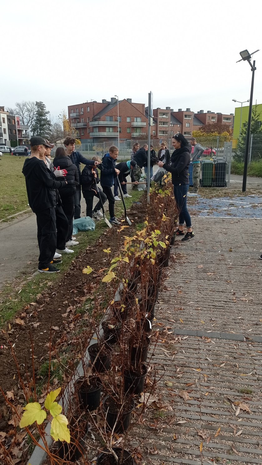 Mieszkańcy Maślic sprzątali w weekend osiedle. Posadzili też drzewa i krzewy