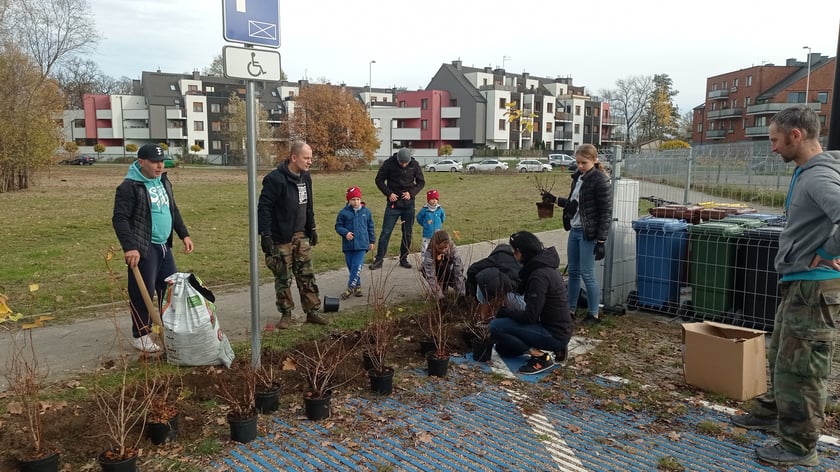 Mieszkańcy Maślic sprzątali w weekend osiedle. Posadzili też drzewa i krzewy