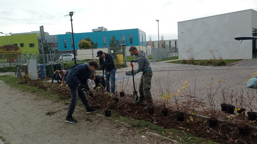 Mieszkańcy Maślic sprzątali w weekend osiedle. Posadzili też drzewa i krzewy