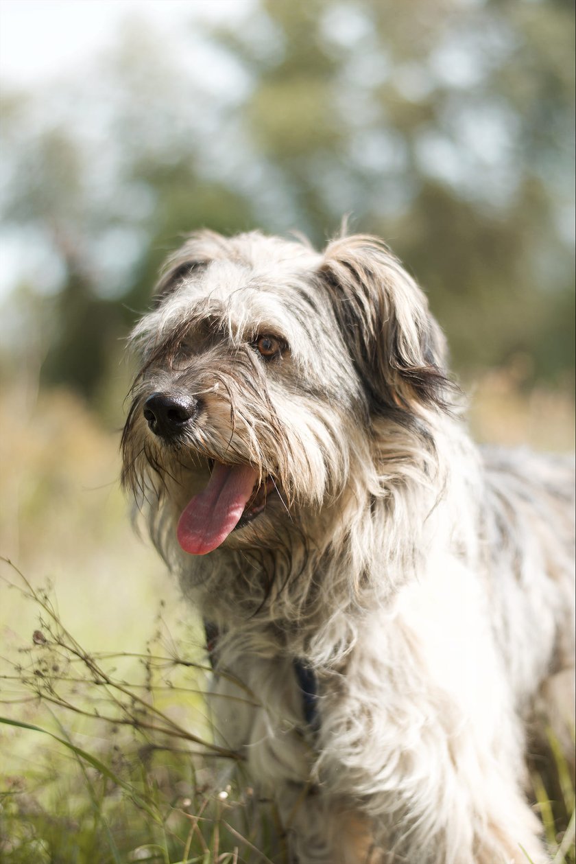 Na zdjęciu pies z Ukrainy uratowany przez wrocławską Ekostraż