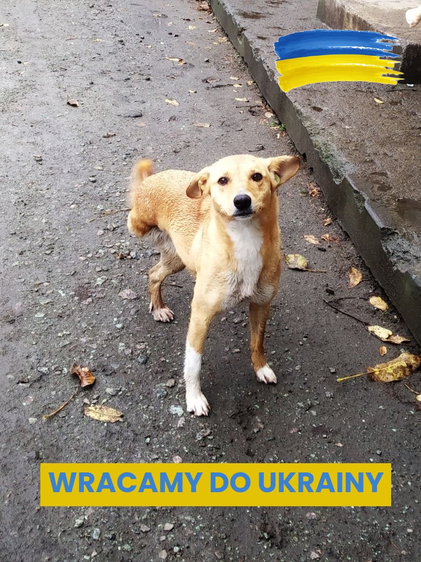 Na zdjęciu pies z Ukrainy uratowany przez wrocławską Ekostraż