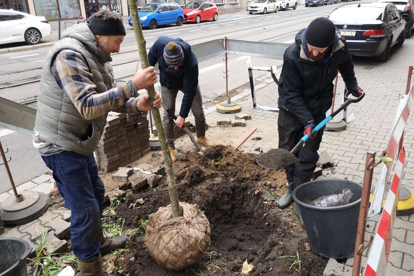 Na zdjęciu nowe nasadzenia przy ul. Chrobrego i Łokietka na wrocławskim Nadodrzu - projekt Zielone Nadodrze