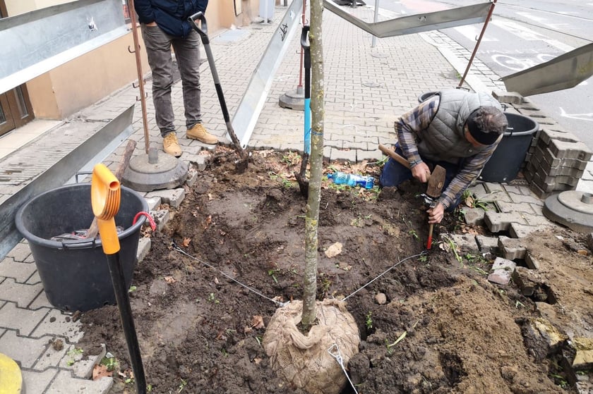 Na zdjęciu nowe nasadzenia przy ul. Chrobrego i Łokietka na wrocławskim Nadodrzu - projekt Zielone Nadodrze