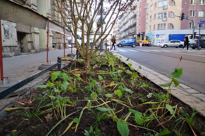 Na zdjęciu nowe nasadzenia przy ul. Chrobrego i Łokietka na wrocławskim Nadodrzu - projekt Zielone Nadodrze