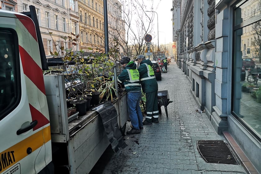 Na zdjęciu nowe nasadzenia przy ul. Chrobrego i Łokietka na wrocławskim Nadodrzu - projekt Zielone Nadodrze